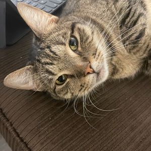 Meet your Posher, Sinmi